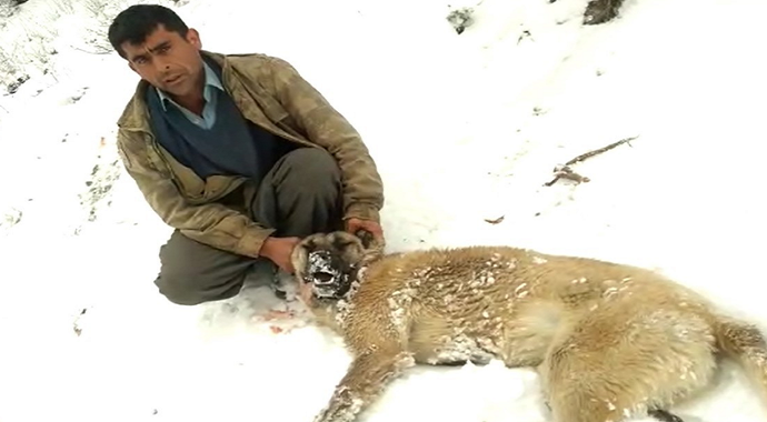 Kahramanmaraş’ta köpekleri zehirlenen vatandaş isyan etti