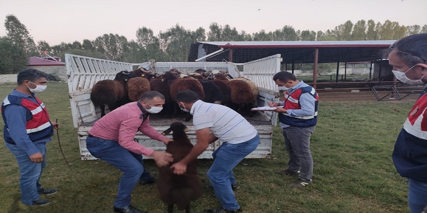 Çaldıkları hayvanları akrabalarına yarı fiyatına veren hırsızlar yakayı ele verdi