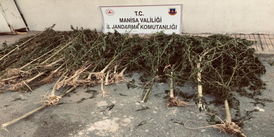 Manisa’da Turgutlu'da 11 bin 340 kök kenevir ele geçirildi