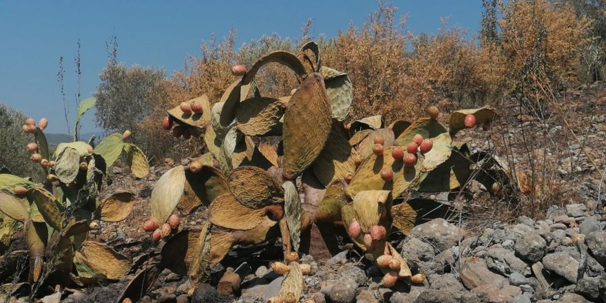 Antalya’da çıkan yangın, zeytin ağaçları ve Frenk incirleri kül oldu