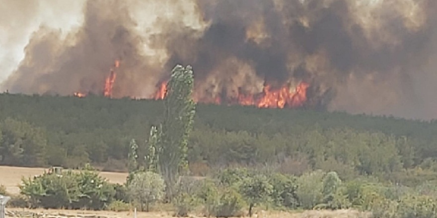 Tekirdağ'da başlayan yangın rüzgarın etkisi ile Çanakkale'ye ulaştı