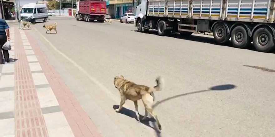 Ceylanpınar'da cadde üzerinde başı boş gezen köpekler vatandaşları tedirgin ediyor