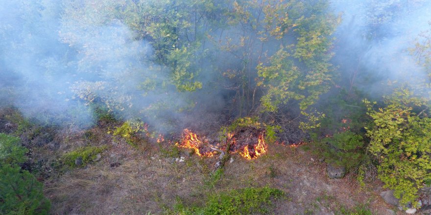 Yeni Bir Arastirma Dunyanin Ne Kadar Agaclik Alana Ihtiyaci Oldugunu Soyluyor Rotka