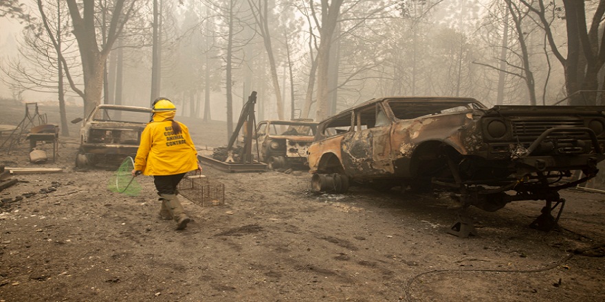 Amerikada'ki orman yangınları can almaya devam ediyor,ölü sayısı 33'e yükseldi