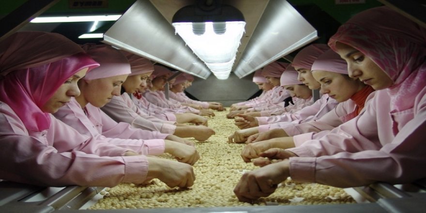 Ülkemiz'den, AB ülkelerine 254 bin 900 kilo fındık ihracatı yapıldı!