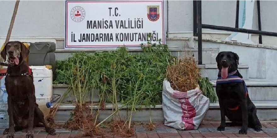 Narkotik köpekleri Manisa'da uyuşturucu çetelerine göz açtırmıyor!