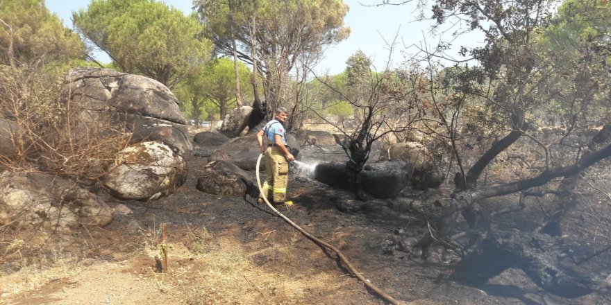 Balıkesir’in Ayvalık ilçesinde ormanlık alanda örtü yangını