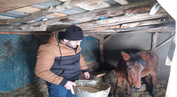 Donmaktan son anda kurtarılan at sağlığına kavuşuyor