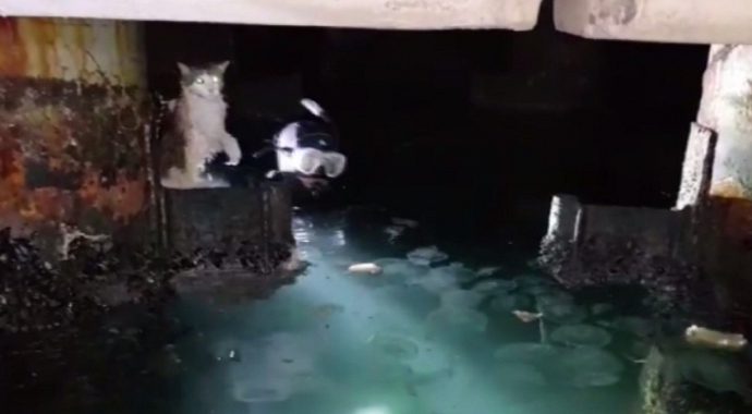 Sahil Güvenlik komutanlığı ekiplerinin kedi kurtarma operasyonu kamerada