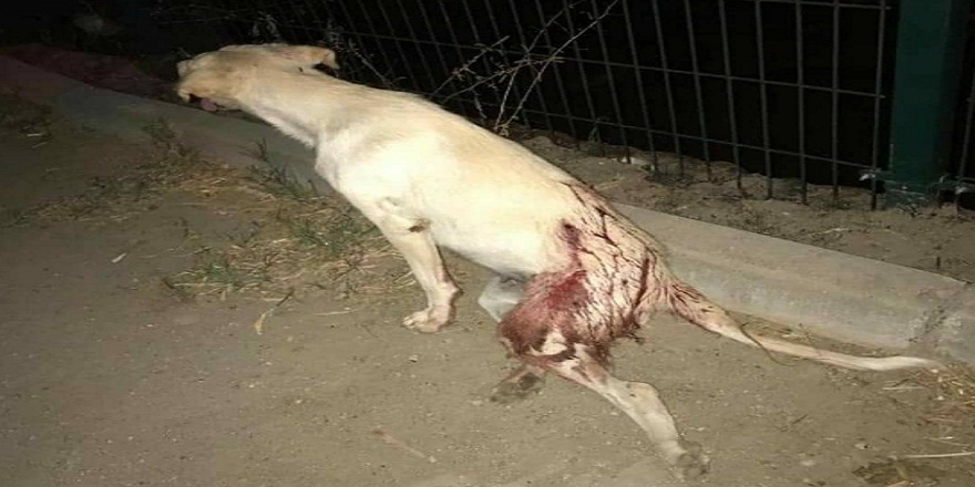 Çanakkale'de sokak köpeğine akıl almaz işkence!
