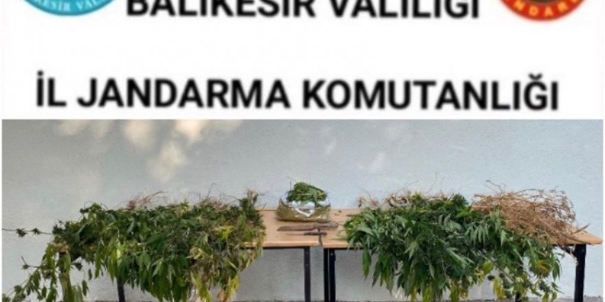 Balıkesir Kepsut'ta ormanlık alanda uyuşturucu operasyonu