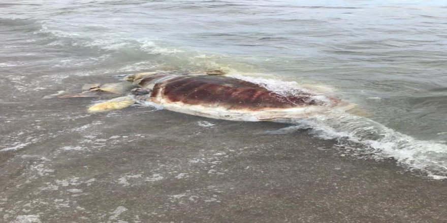 Kemer’de sahile kıyısına ölü caretta caretta vurdu