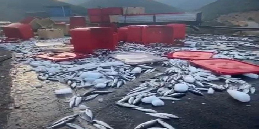 Antalya’da seyir halindeki tırın dorse kapağı açılınca binlerce balık yola serildi
