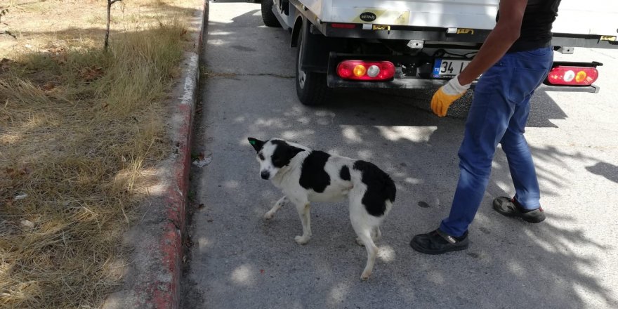 Kırklareli’de sokaklarda yardıma muhtaç sokak hayvanları için 112 Acil Müdahale ekipleri oluşturuldu.