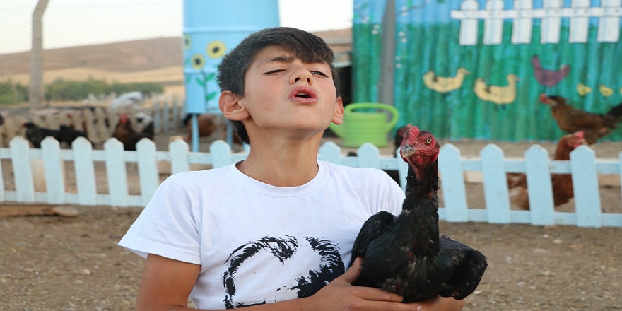 Horoz taklidi yapan çocuk hem tavukları hem mahalle sakinlerini şaşkına çeviriyor!