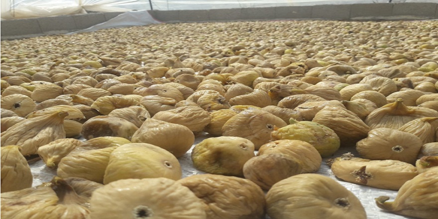 Aydın’da kuru incir ihracatına başlandı