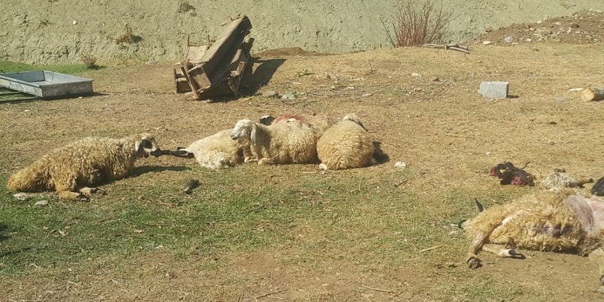Tunceli Pülümür'de köye inen ayılar 70 koyunu telef etti