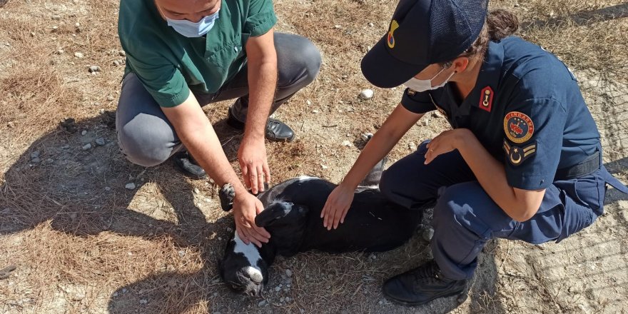 Denizli'de Yaralı köpeğin imdadına jandarmanın yeni ekibi koştu