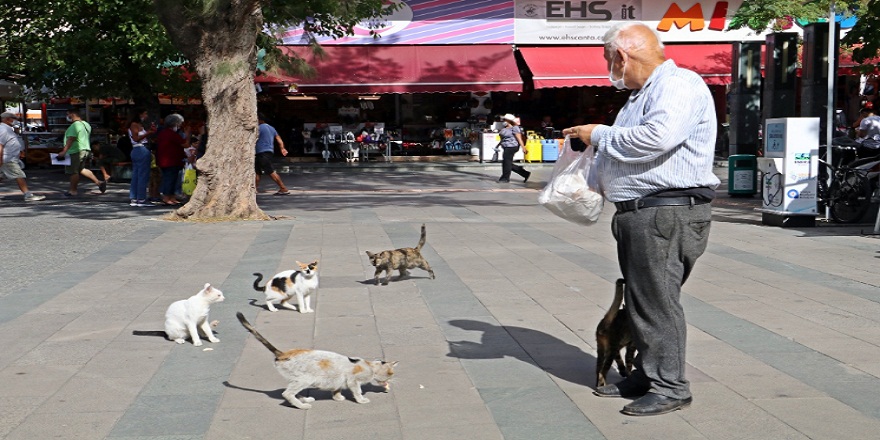 Bağ-Kur emekli maaşıyla 90 sokak kedisini kızartılmış tavuk etiyle besliyor!