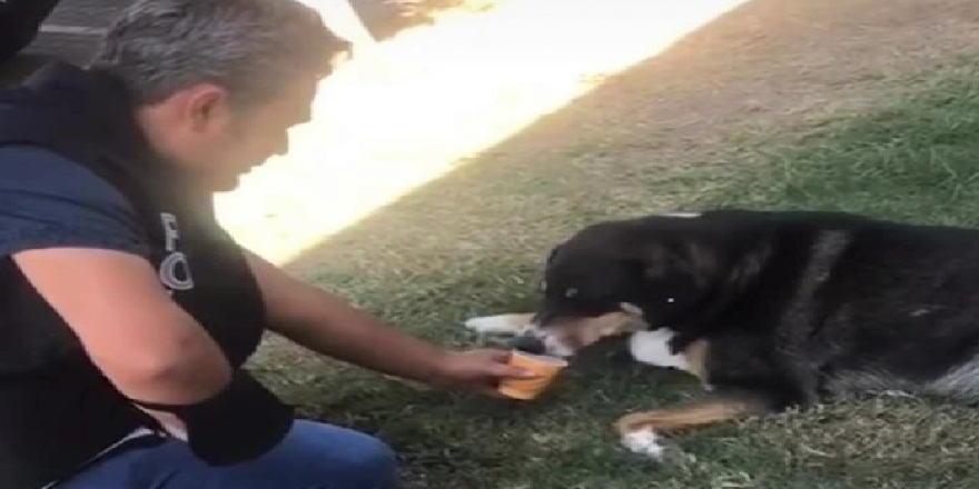 Polis memuru sıcaktan bunalan köpeğe elleriyle su içirdi