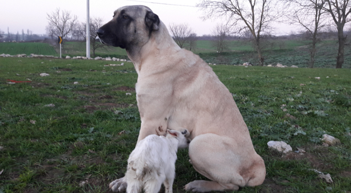 Bursa'da annesi ölen keçiye köpek sahip çıktı, her gün emziriyor