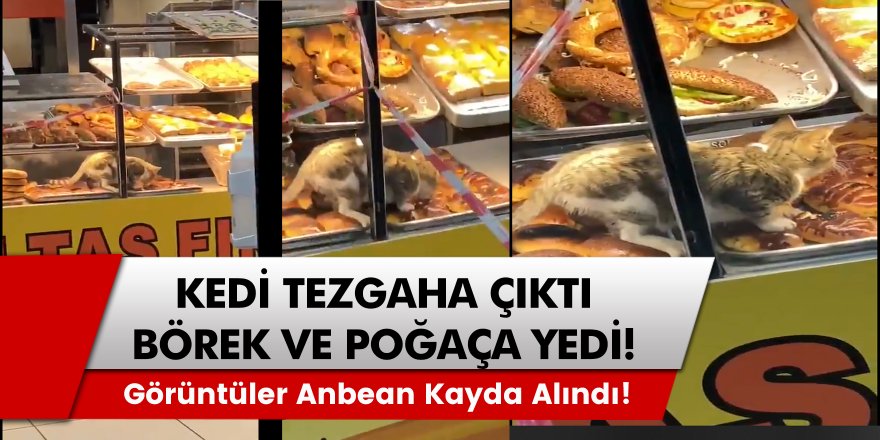 Afyonkarahisar’da bir fırının camekanında görüntülenen kedi, tepki çekti! Poğaçaların üzerine dolaştı...