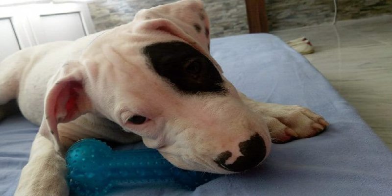 Antalya'da Ümit Özçelik köpeğini bulana 5 bin lira ödül vereceğini duyurdu