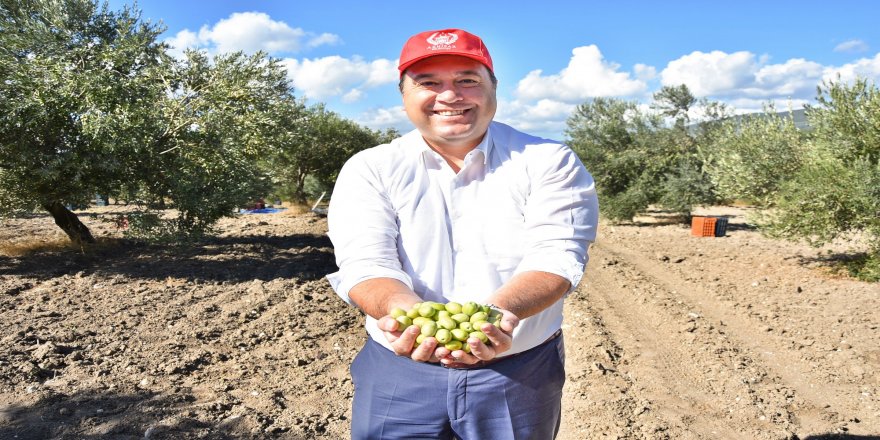 Başkan Besim Dutlulu, belediyeye ait arazilerde zeytin hasadı yaptı