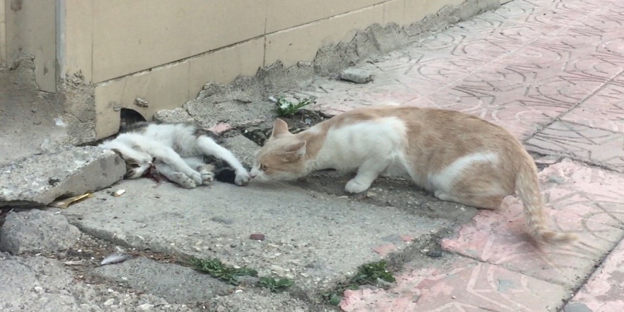 Yavrusuna otomobil çarpan anne kedi saatlerce yavrusunun başından ayrılmadı