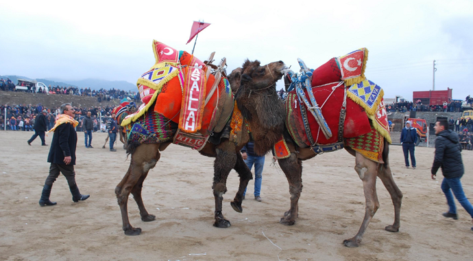 Salihli 6. Deve Güreşi Festivaline hazır