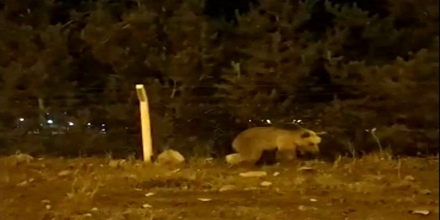 Ardahan'da, yiyecek arayan boz ayı, şehir merkezinde böyle görüntülendi