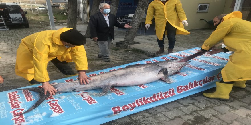 3 metre boyunda, dev “Kılıç Balığı” yakalandı