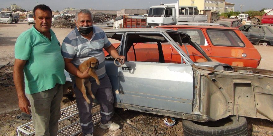 Mersin Silifke'de Kafası sıkışan yavru köpeği sanayi esnafı kurtardı