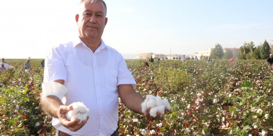 Gaziantep Araban ovasında başlayan beyaz altın bereketi