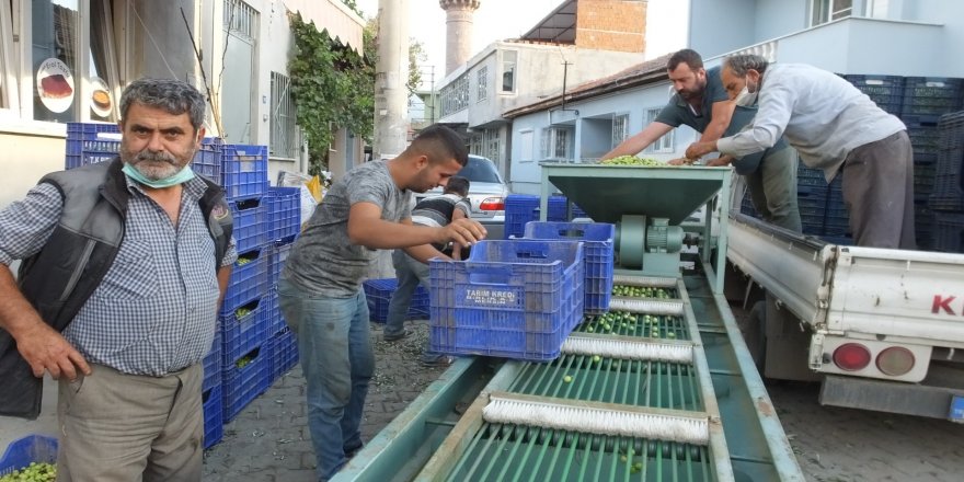 Tarım Kredi Kooperatifi, zeytin alımına başladı