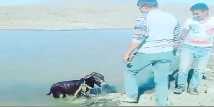 Kars’ta, yavru eşşeğe eziyet eden şahıslara cezai işlem!