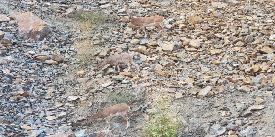 Artvin Yusufeli’de dağ keçileri görüntülendi