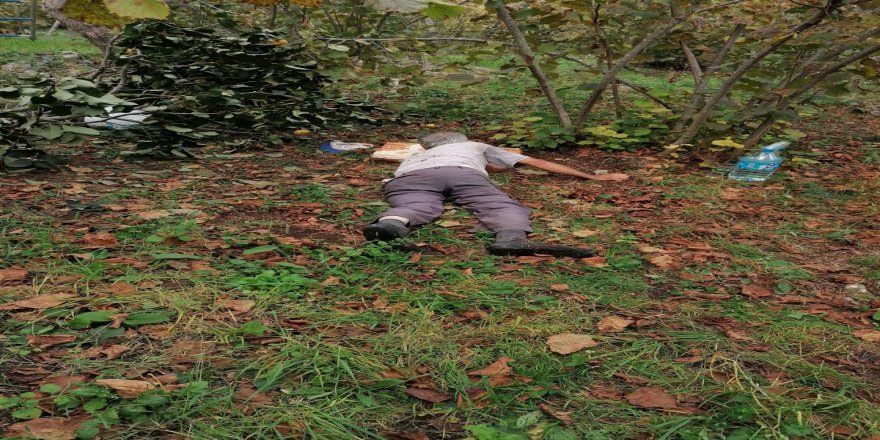 Ordu'da Ağaçtan düşen şahıs yaralandı
