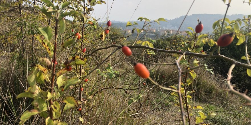 Korona virüsten korunmak için vatandaşlar doğal ürünlere yöneldi Korona’ya karşı kuşburnu "Dağlarda yetişiyor, faydası saymakla bitmiyor"