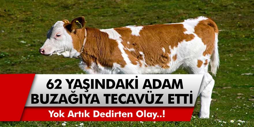 62 Yaşındaki Adam Buzağıya Tecavüz Ederken Yakalandı! Köpeğini Bahane Eden Şahıs, Şikayet Edildi…