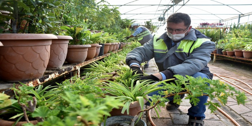 Eskişehir Tepebaşı Belediyesi seralarında yılda 220 bin çiçek yetiştiriyor