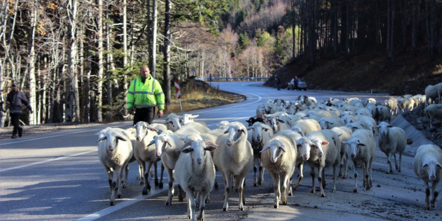Uludağ'a yılın ilk karı düştü çobanlar zorlu yolculuğu başladı