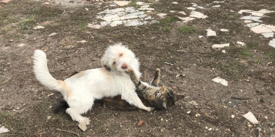 Eskişehir’de Sevimli pati kedi ve köpeğin dostluğu görenlerin içini ısıttı