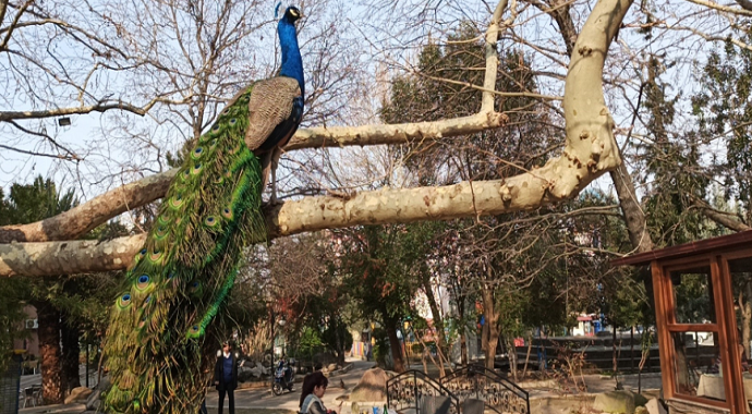tavus kuşları mahalleyi sardı