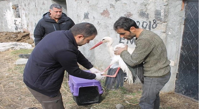 Iğdırda Yaralı leylek tedavi altına alındı