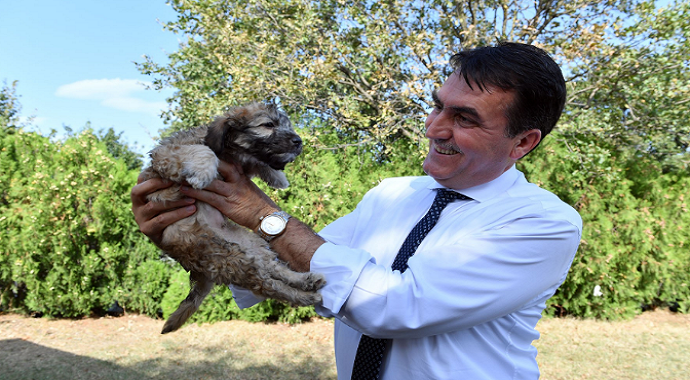 Osmangazi Belediyesi Sokak hayvanlarına 24 saat sağlık hizmeti