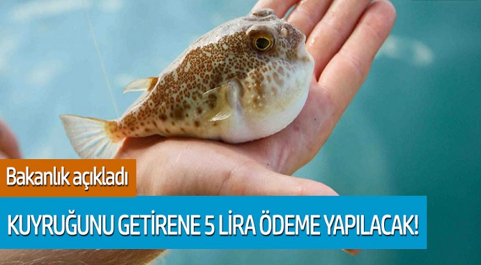 Bakanlık açıkladı; Kuyruğunu getirene 5 lira ödeme yapılacak!