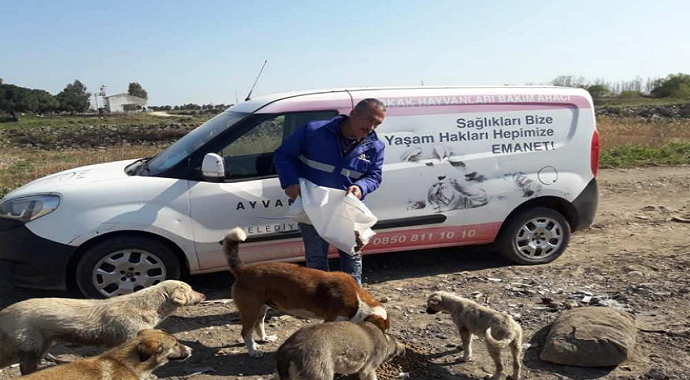 Virüs nedeniyle aç kalan sokak hayvanlarını unutmadılar