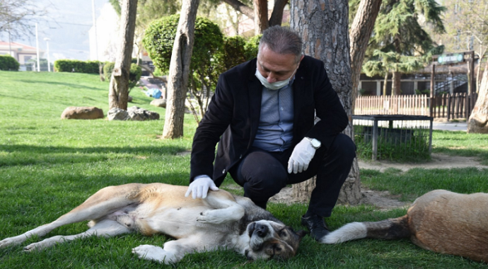 Manisa Büyükşehir Belediyesi sokak hayvanlarını unutmuyor