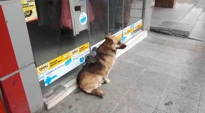 Güvercin ve köpeğin şaşırtan dostluğu Korona virüs onları ayıramadı